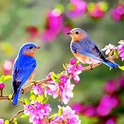 bluebirds sq