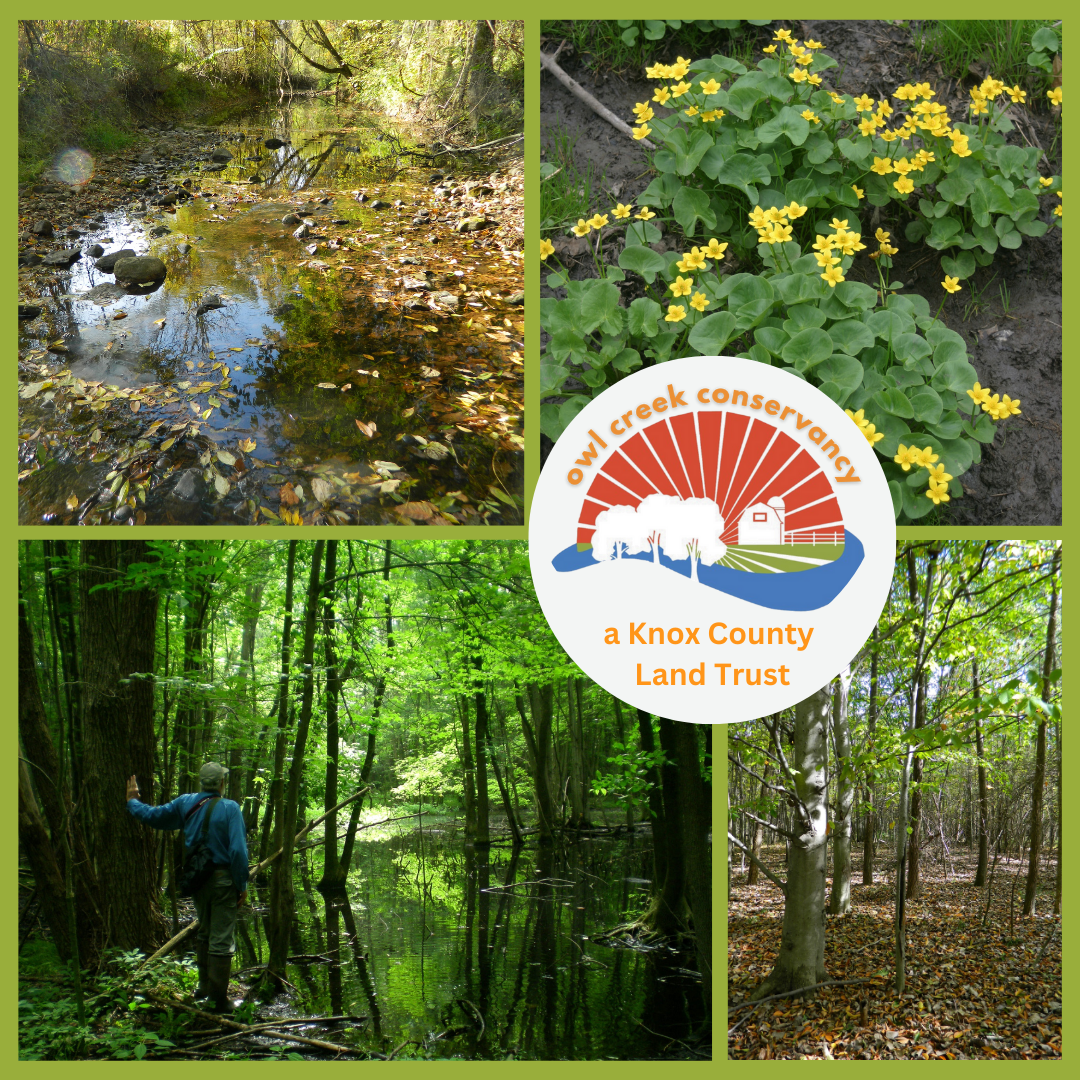 Blackjack Wetlands Preserve project